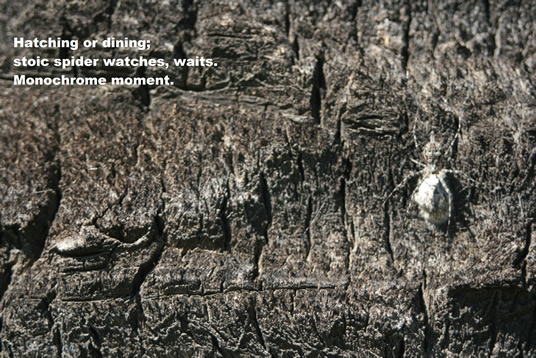 On duty, on guard; a watchful mother. Her clutch: Generation Next